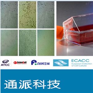 SGC-7901细胞（胃腺癌细胞 SGC-7901血清）